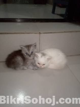 40days kitten